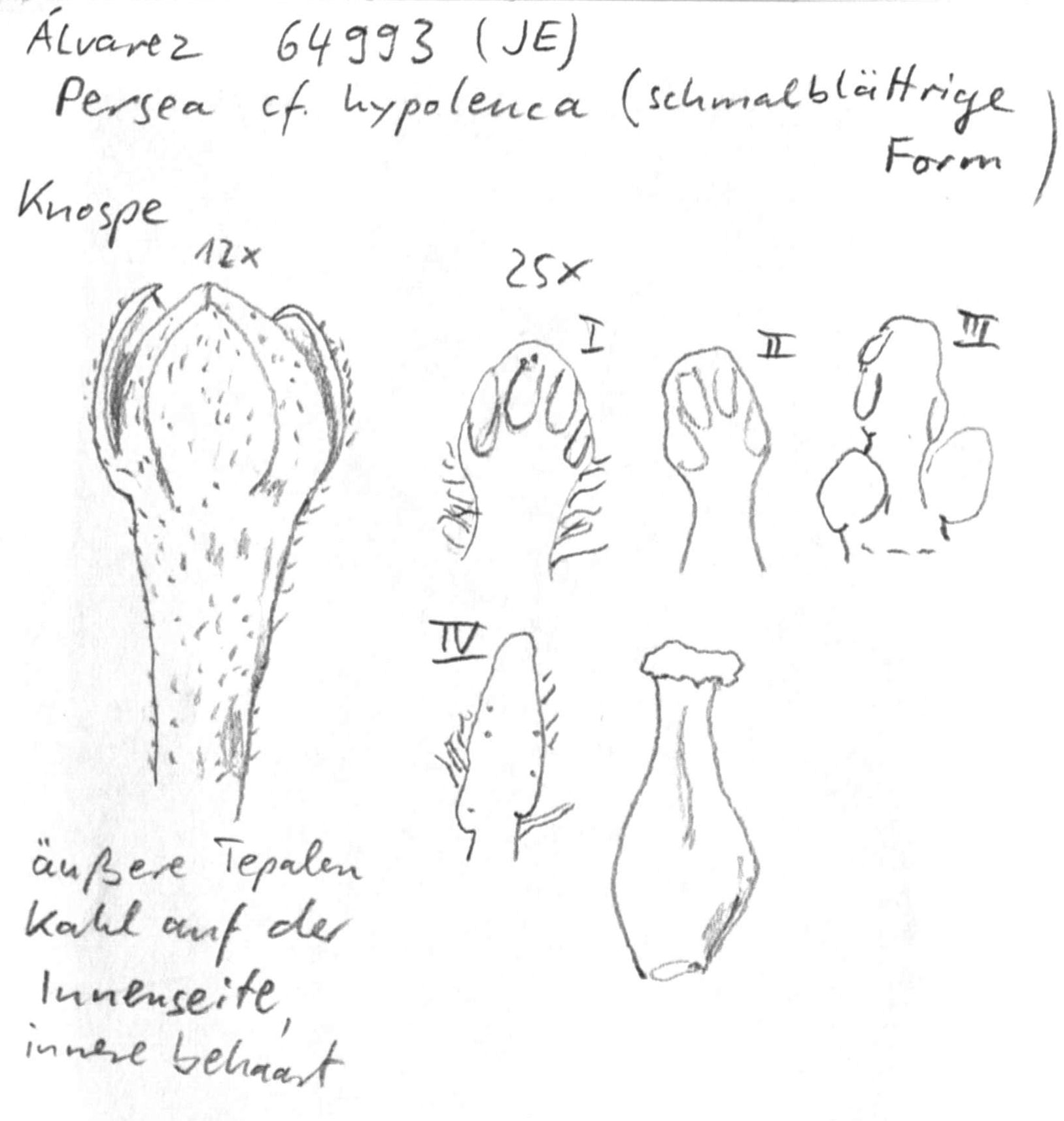 preview Persea hypoleuca (A. Rich.) Mez